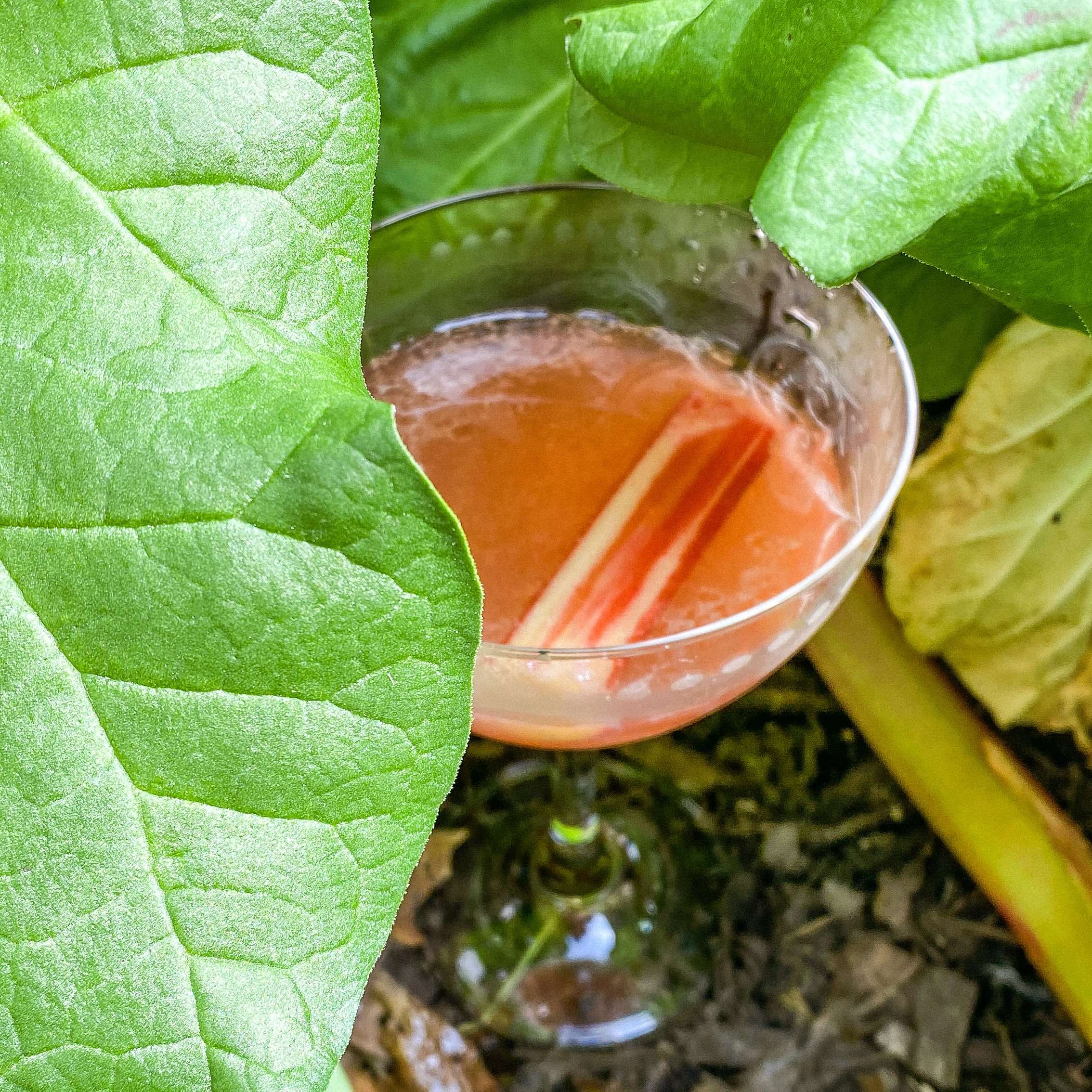 The Late May Daiquiri
